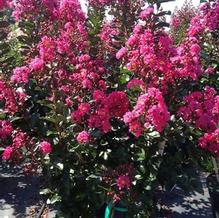 Lagerstroemia indica 'Pink Velour'